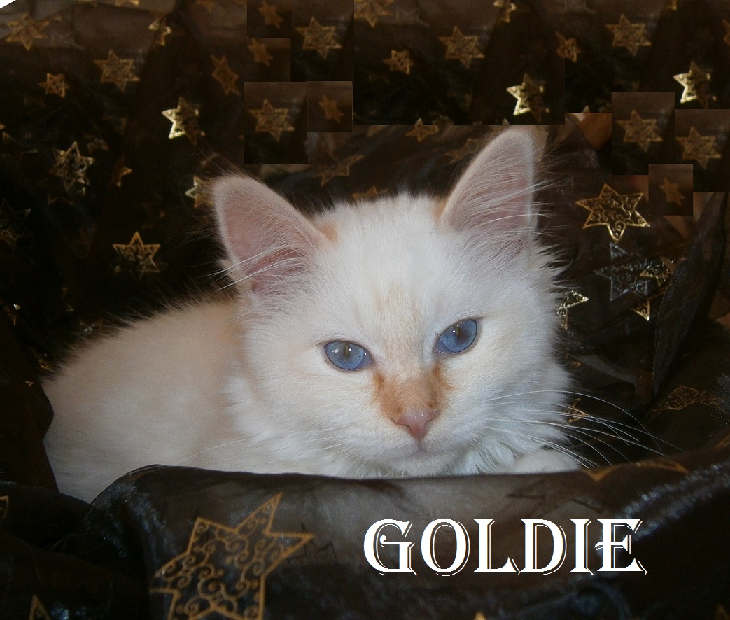 Goldie the cosy Beauty – chaton Sacré de Birmanie, Red Point