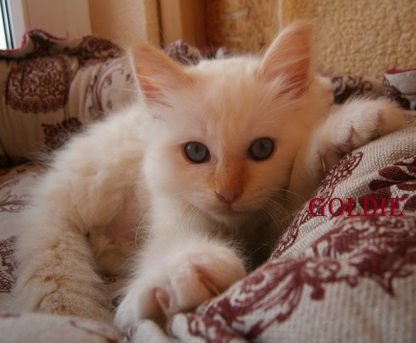 Goldie the cosy Beauty – chaton Sacré de Birmanie, Red Point – Photo 2