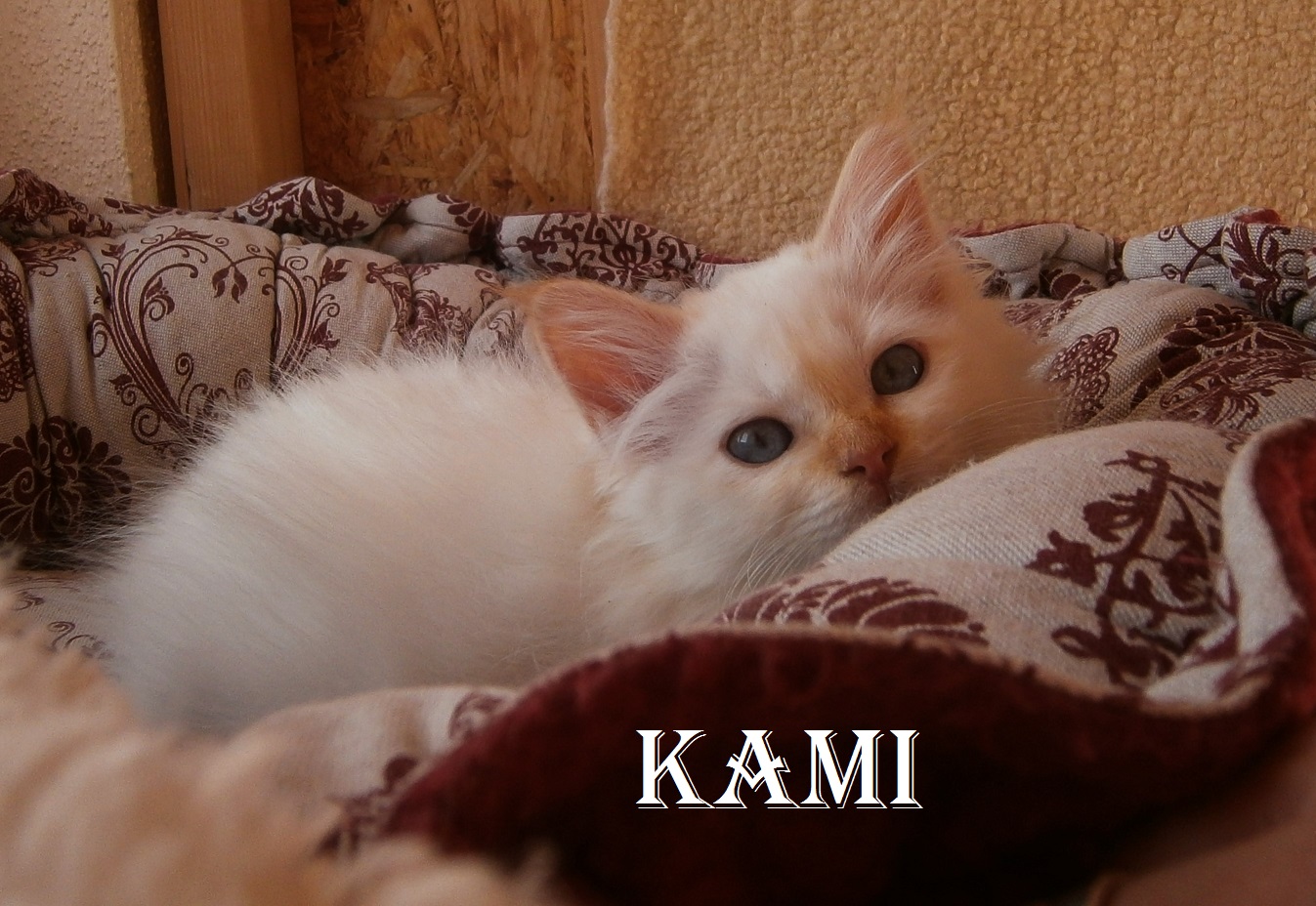 Kami the cosy One – Heilige Birma, Red Point – Foto 7
