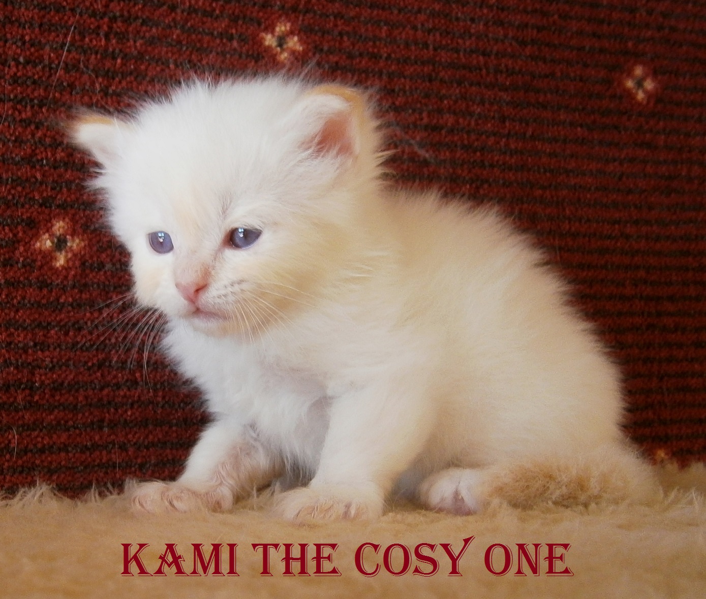 Kami the cosy One – Birma (Heilige Birma) Kitten, Red Point – Foto 4