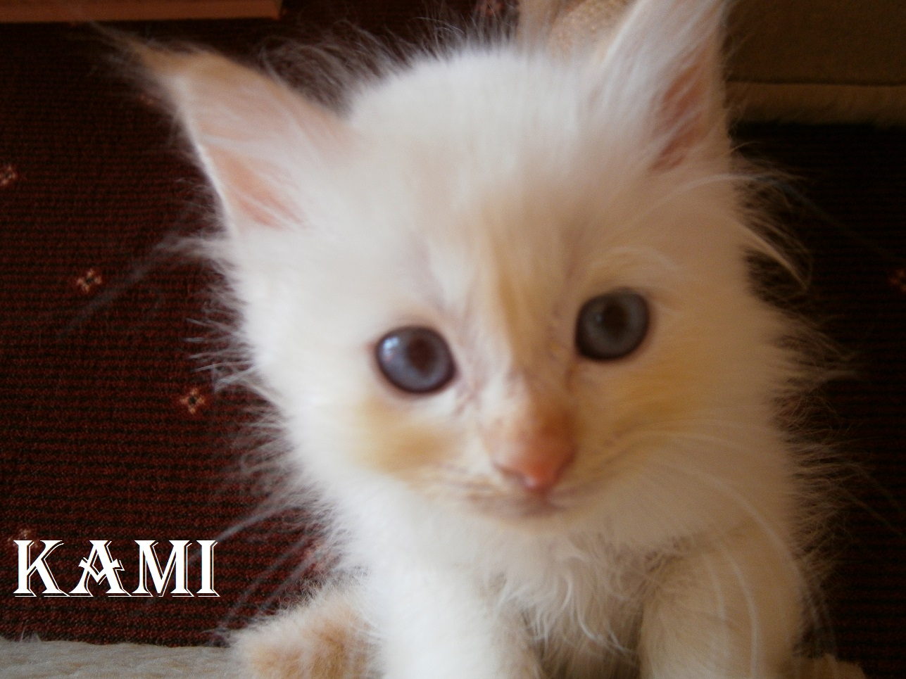 Kami the cosy One – Birma (Heilige Birma) Kitten, Red Point – Foto 3