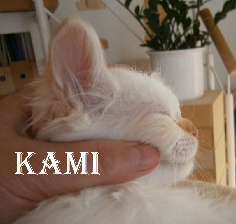 Kami the cosy One – Heilige Birma, Red Point – Foto 6