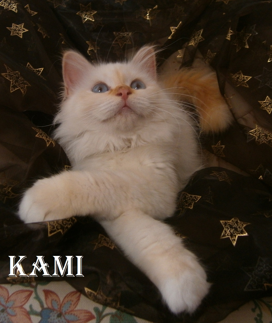 Kami the cosy One – Birma (Heilige Birma) Kitten, Red Point