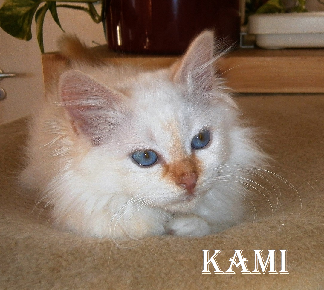 Kami the cosy One – Heilige Birma, Red Point – Foto 5