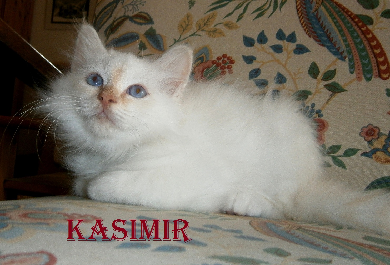 Kasimir – Birma (Heilige Birma) Kitten, Cream Tabby Point – Foto 2