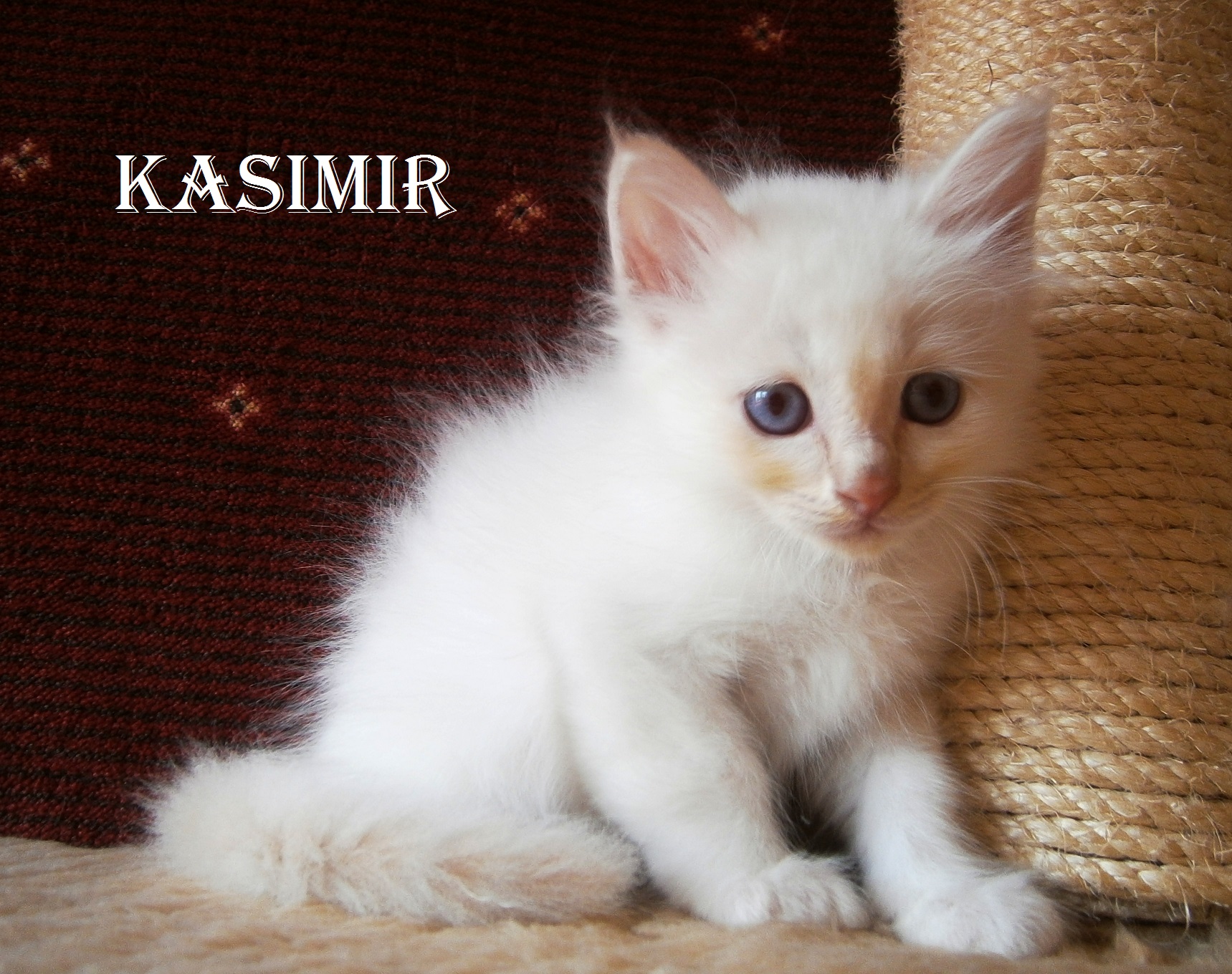 Kasimir – Birma (Heilige Birma) Kitten, Cream Tabby Point – Foto 3