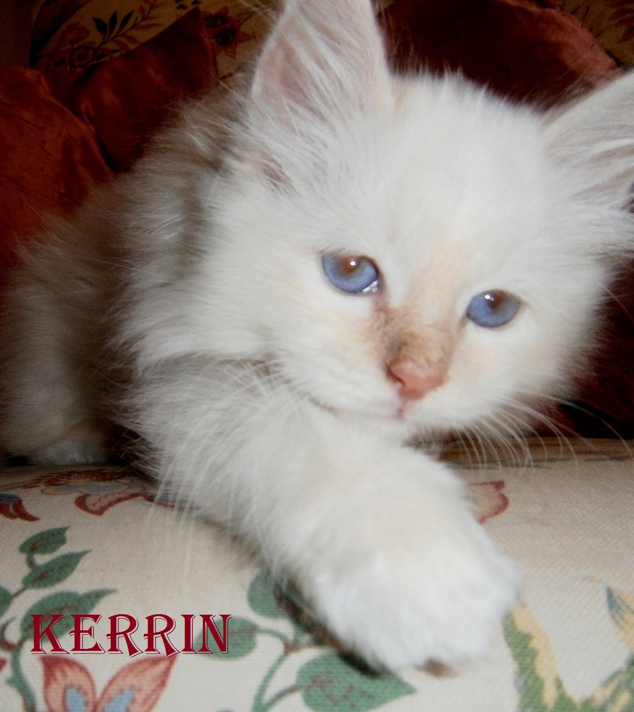 Kerrin – Birma (Heilige Birma) Kitten, Cream Tabby Point – Foto 2