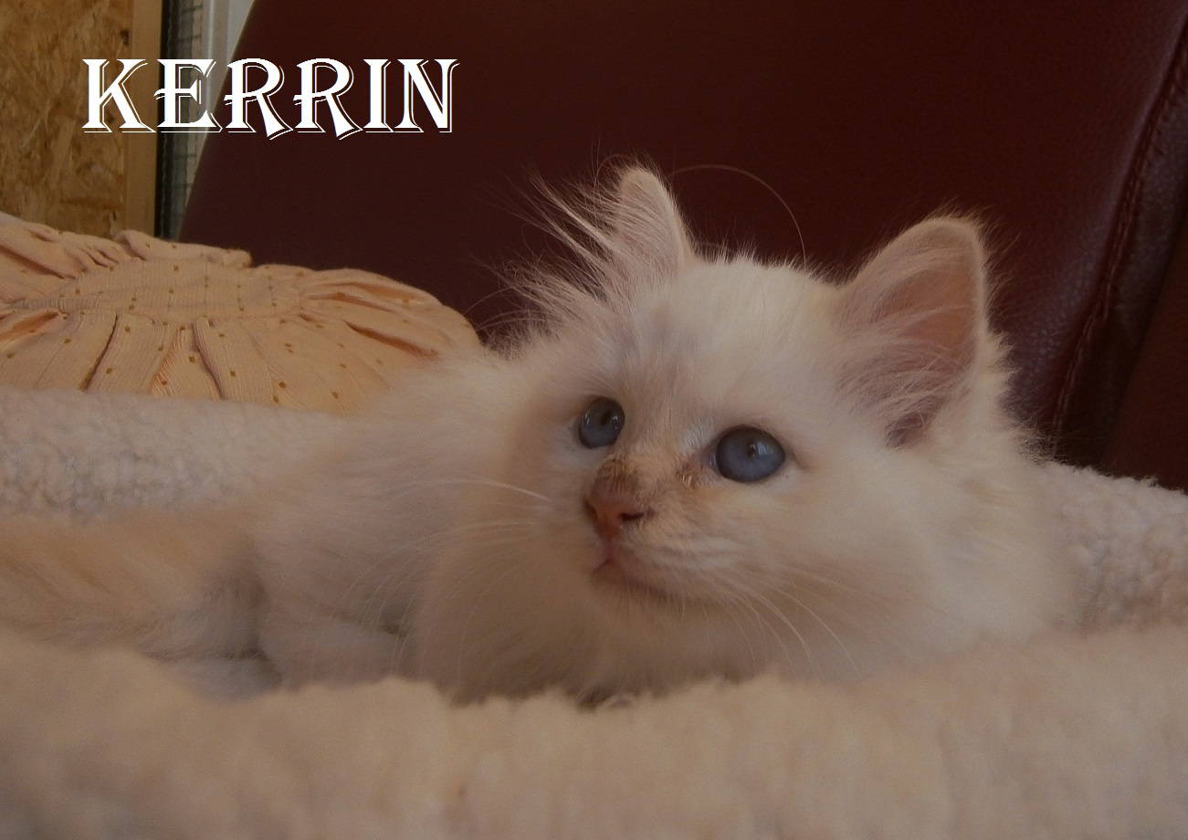 Kerrin