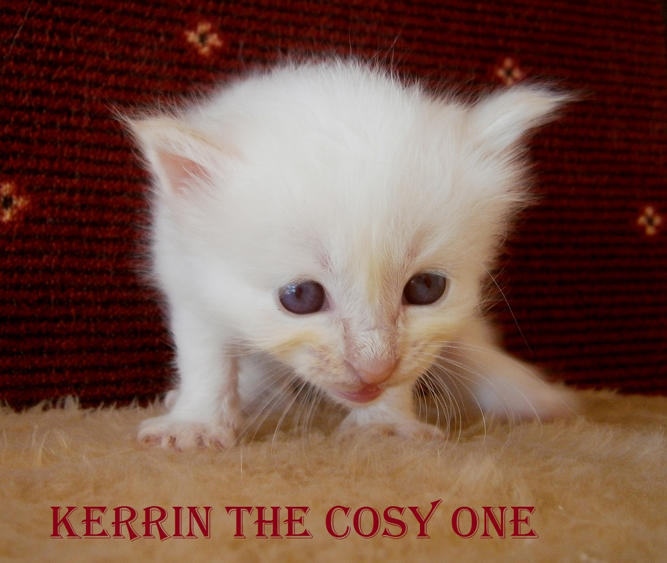 Kerrin – Birma (Heilige Birma) Kitten, Cream Tabby Point – Foto 4