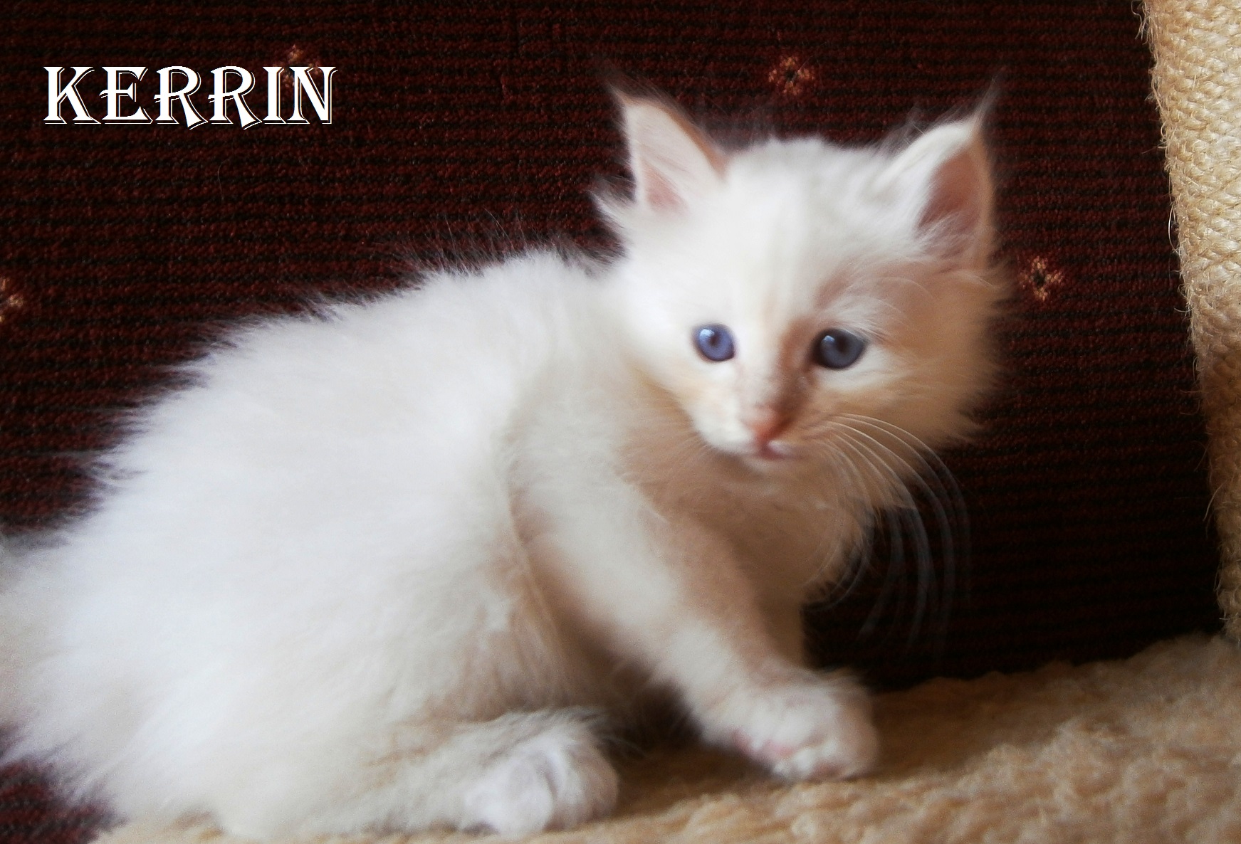 Kerrin – Birma (Heilige Birma) Kitten, Cream Tabby Point – Foto 3