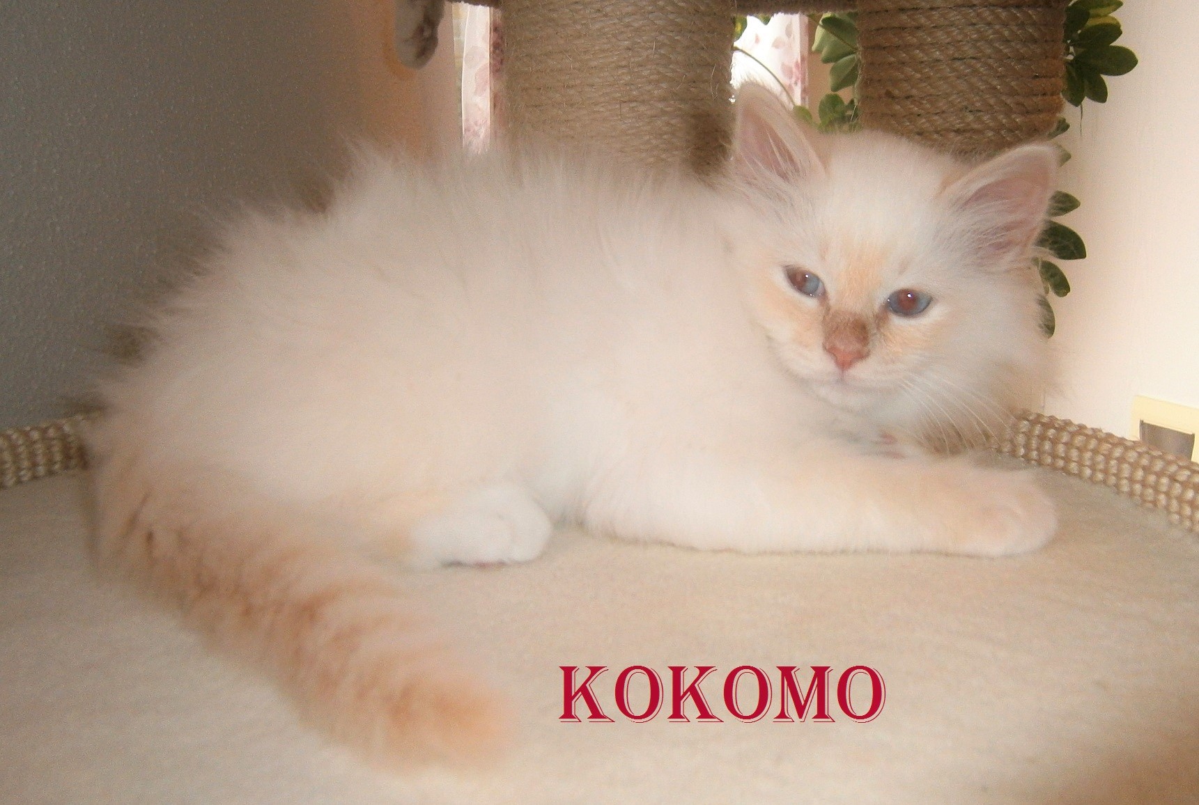 Kokomo the cosy One – Birman (Sacred Birman) Kitten, Cream Tabby Point – Photo 3