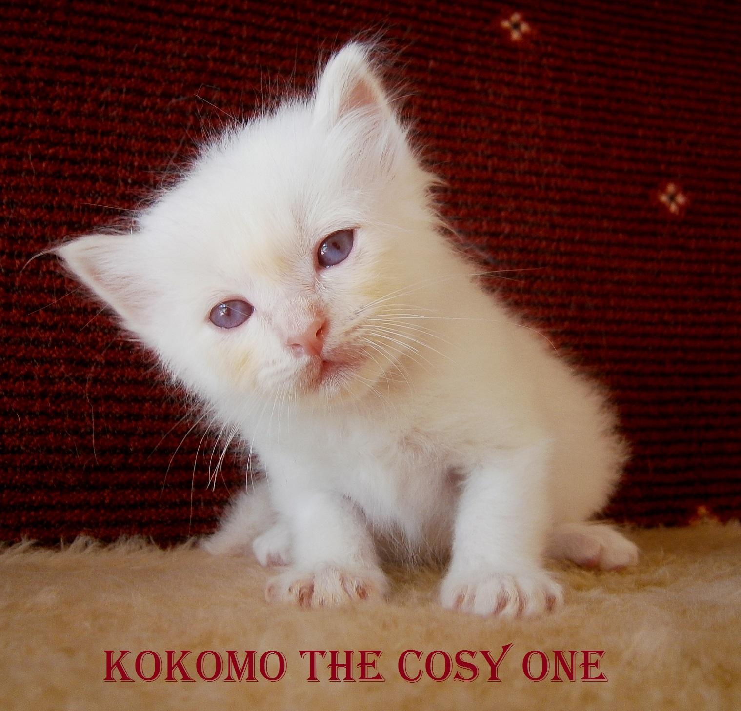 Kokomo the cosy One – Birman (Sacred Birman) Kitten, Cream Tabby Point – Photo 5
