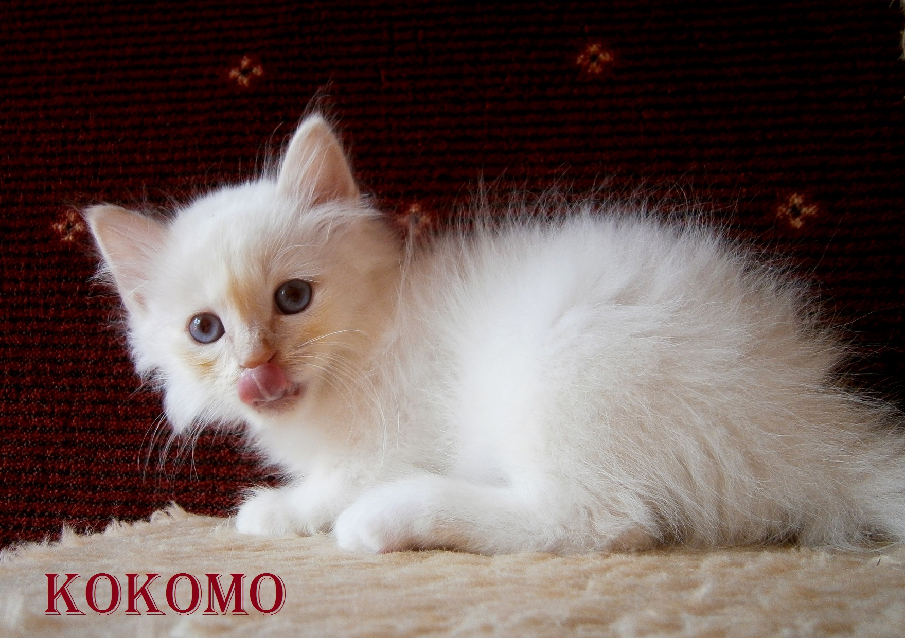 Kokomo the cosy One – Birman (Sacred Birman) Kitten, Cream Tabby Point – Photo 4