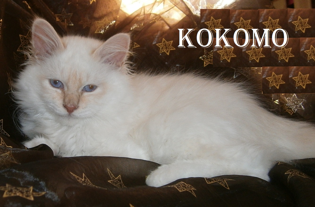 Kokomo the cosy One – Birman (Sacred Birman) Kitten, Cream Tabby Point