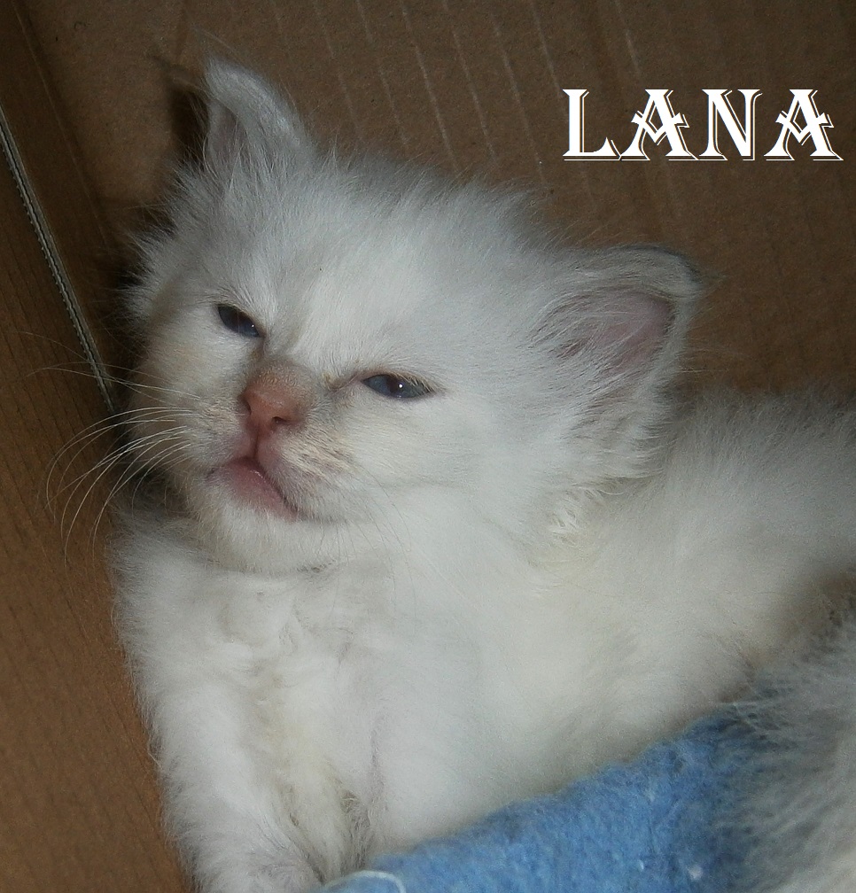Lana the cosy One – Birman (Sacred Cat of Burma) Kitten, Lilac Tortie Point – Photo 4