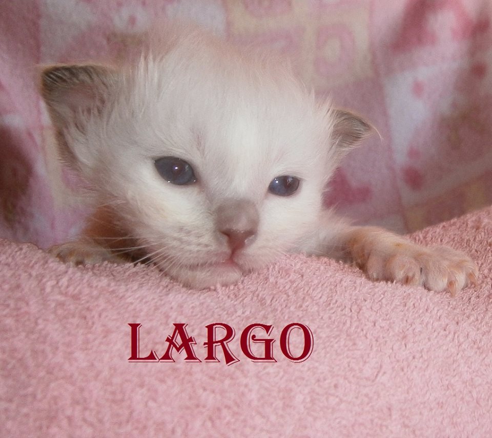Largo – Birma (Heilige Birma) Kitten, Chocolate Point – Foto 2