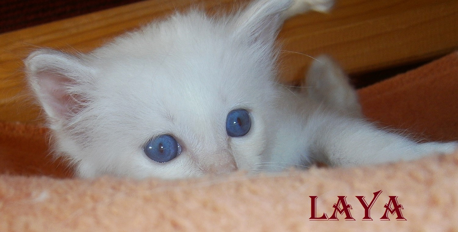 Laya – chaton Birman (Sacré de Birmanie), Cream Point – Photo 3