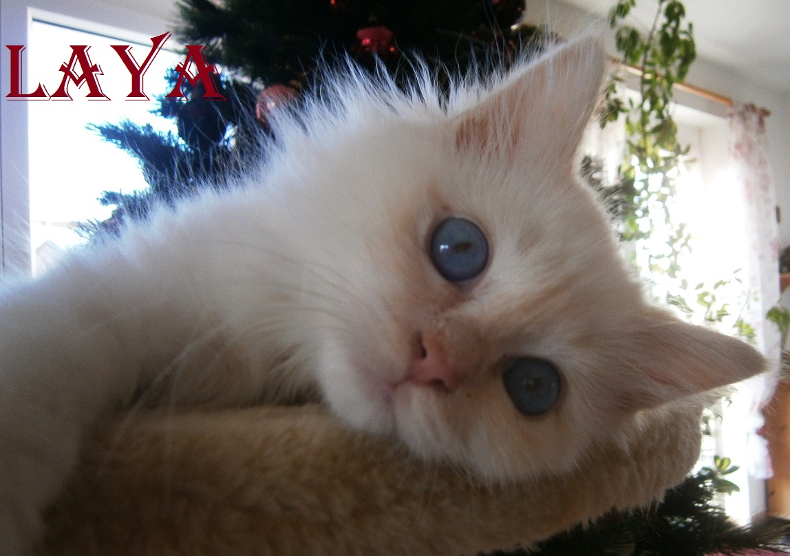 Laya