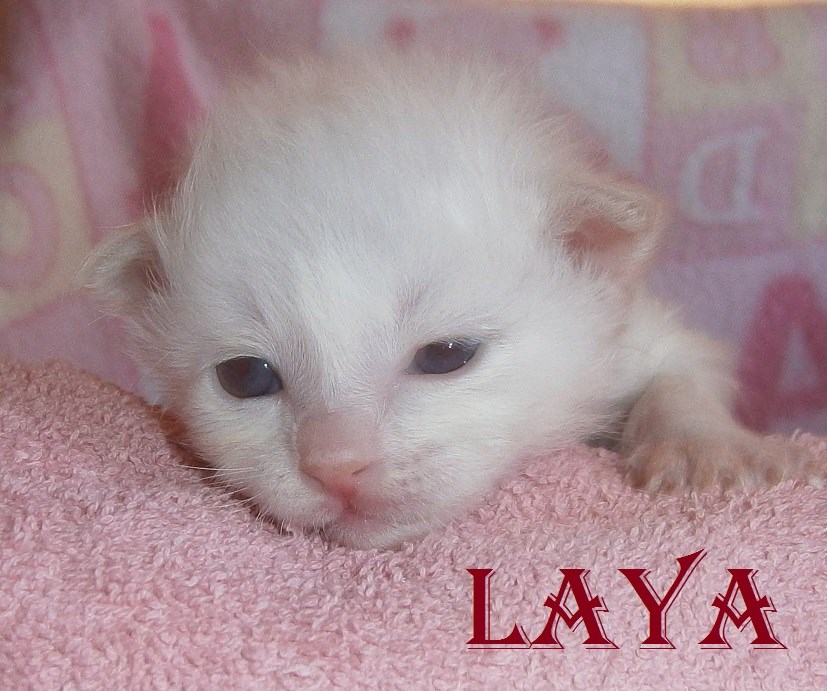 Laya – chaton Birman (Sacré de Birmanie), Cream Point – Photo 4