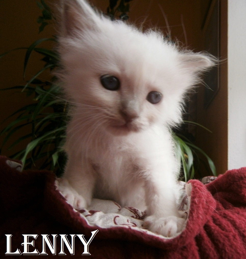 Lenny – Birma (Heilige Birma) Kitten, Lilac Point – Foto 3