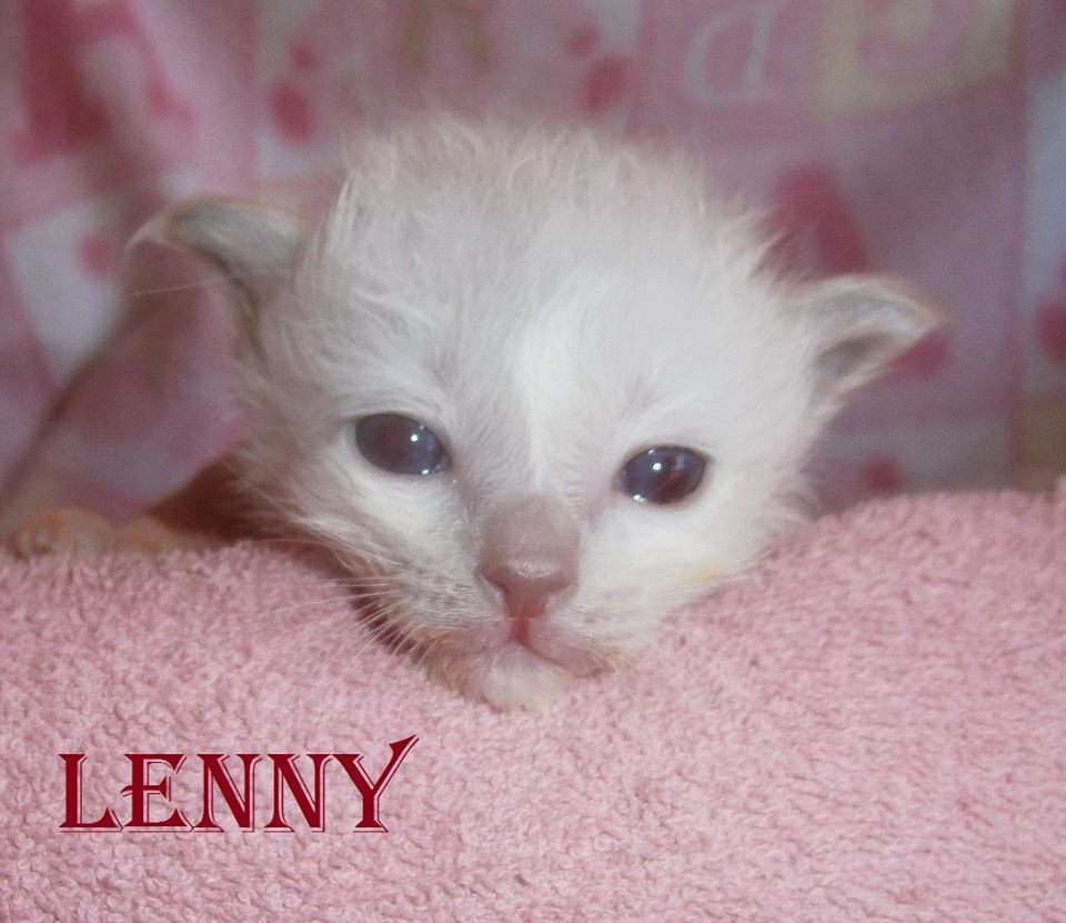 Lenny – Birma (Heilige Birma) Kitten, Lilac Point – Foto 4