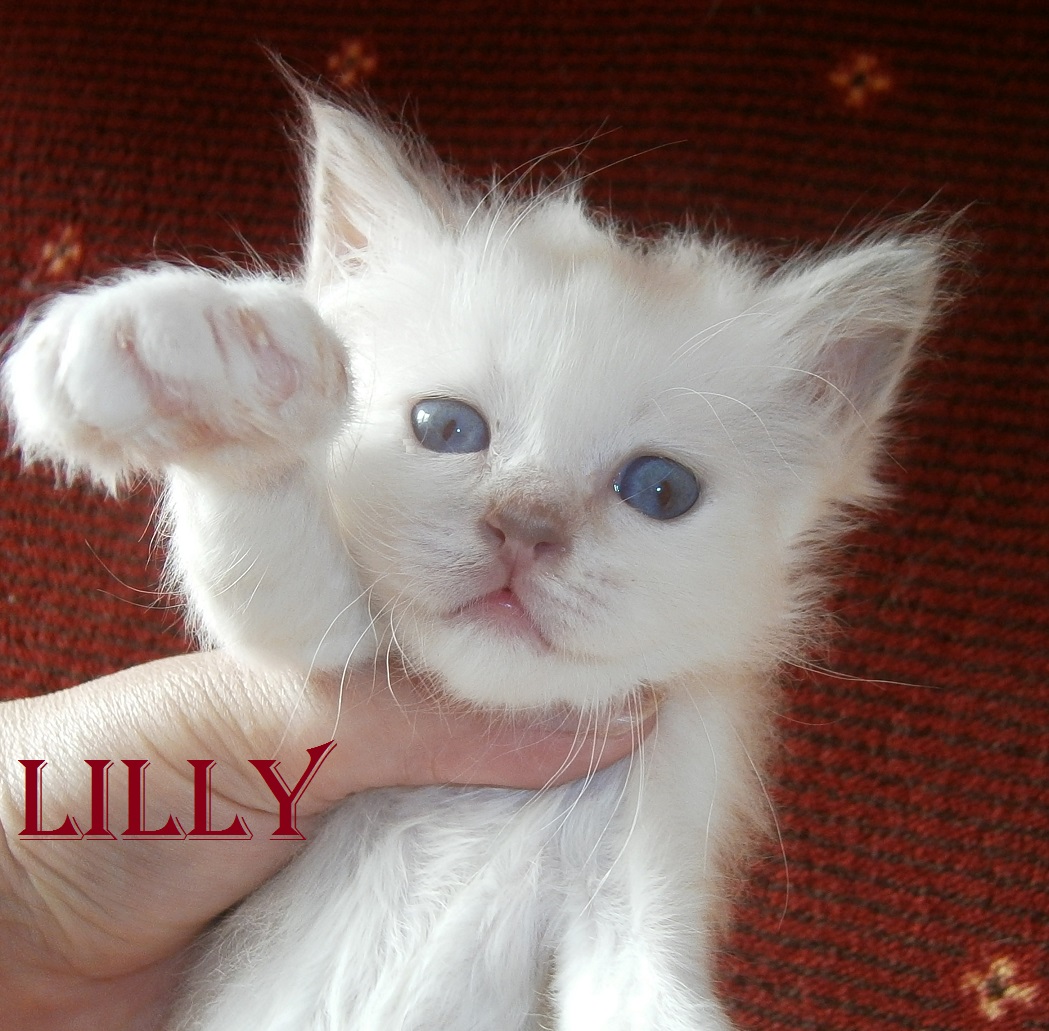 Lilly – Birma (Heilige Birma) Kitten, Lilac Tortie Point – Foto 3