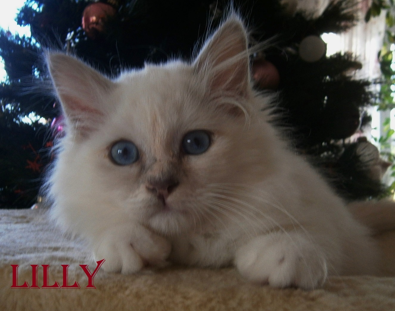Lilly