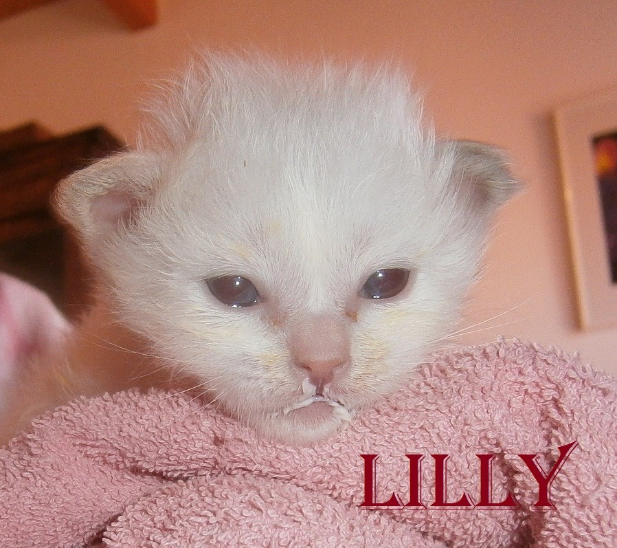 Lilly – Birma (Heilige Birma) Kitten, Lilac Tortie Point – Foto 4