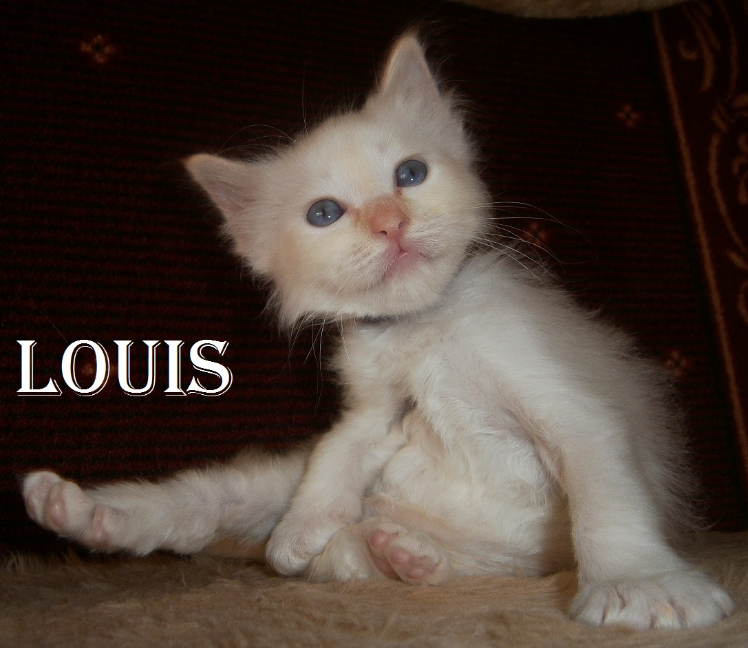 Louis – Birman (Sacred Birman) kitten, Red Point – Photo 4