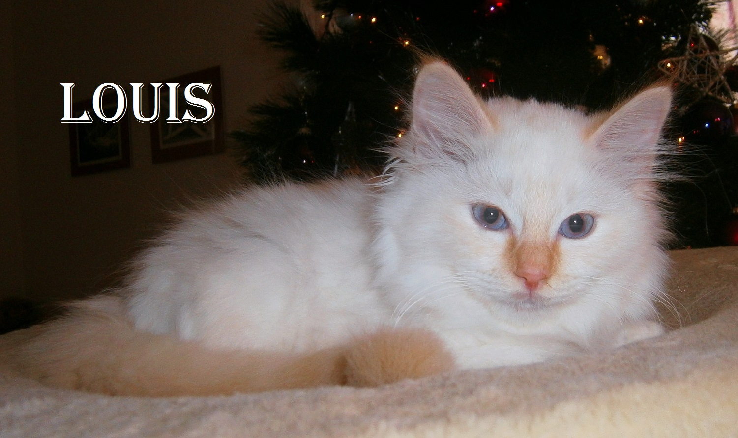 Louis – Birman (Sacred Birman) kitten, Red Point – Photo 2