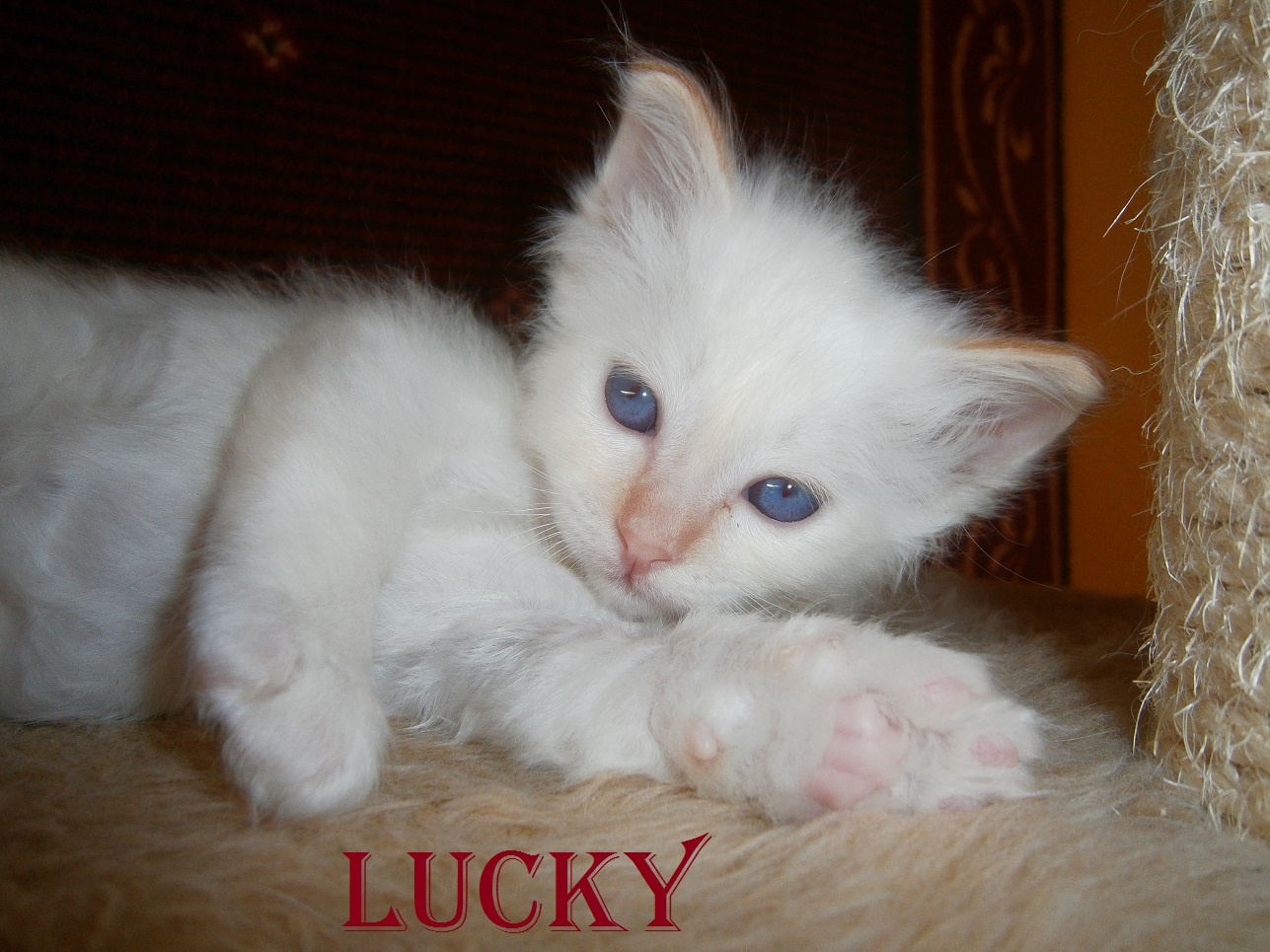 Lucky – Birman (Sacred Birman) kitten, Red Point – Photo 3