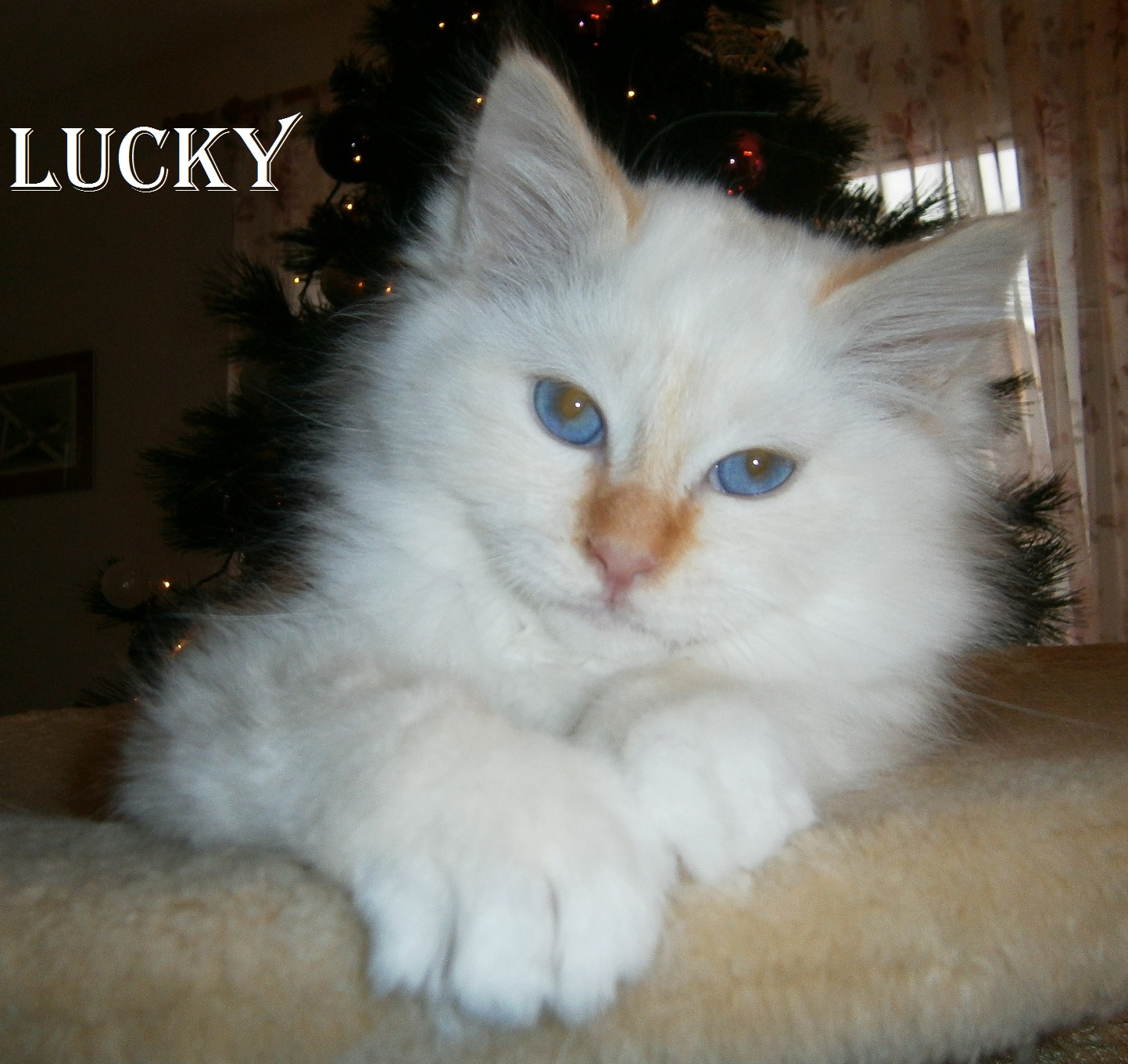 Lucky