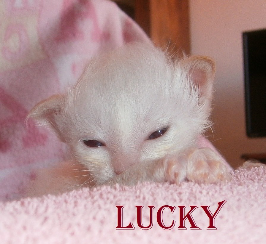Lucky – Birman (Sacred Birman) kitten, Red Point – Photo 4