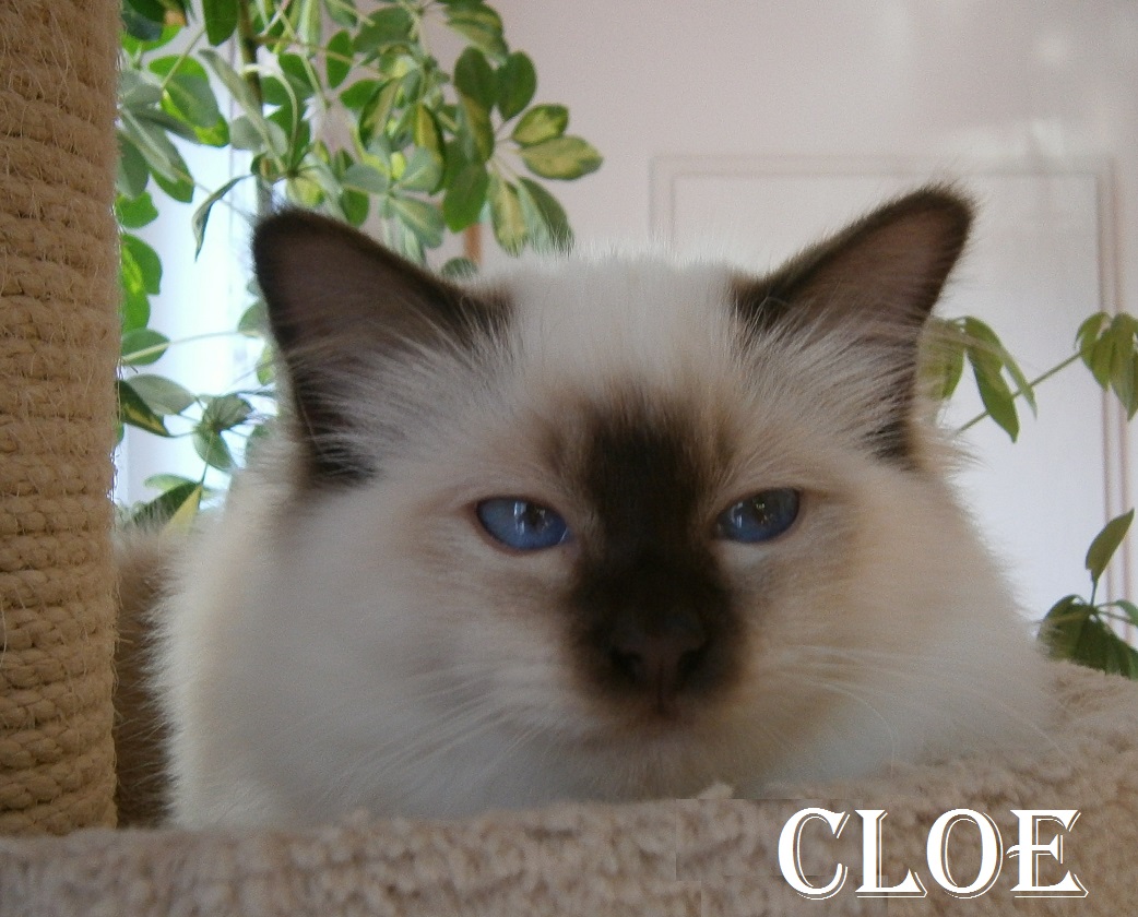 Cloe vom Taurastein – Heilige Birma, Chocolate Point