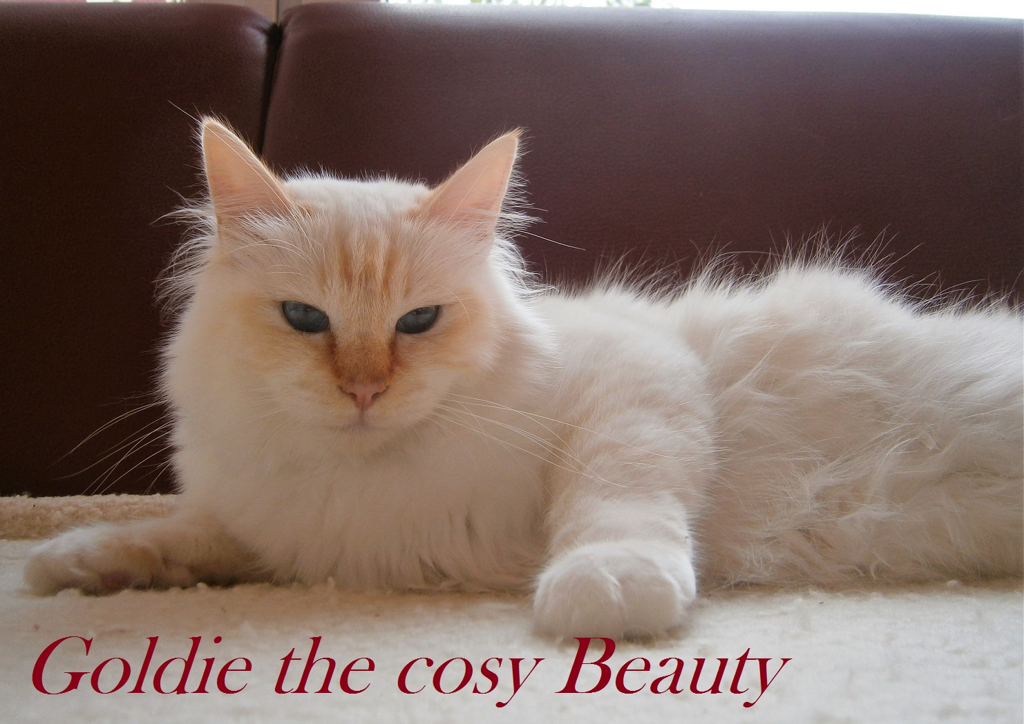 Goldie the cosy Beauty – Heilige Birma, Red Point