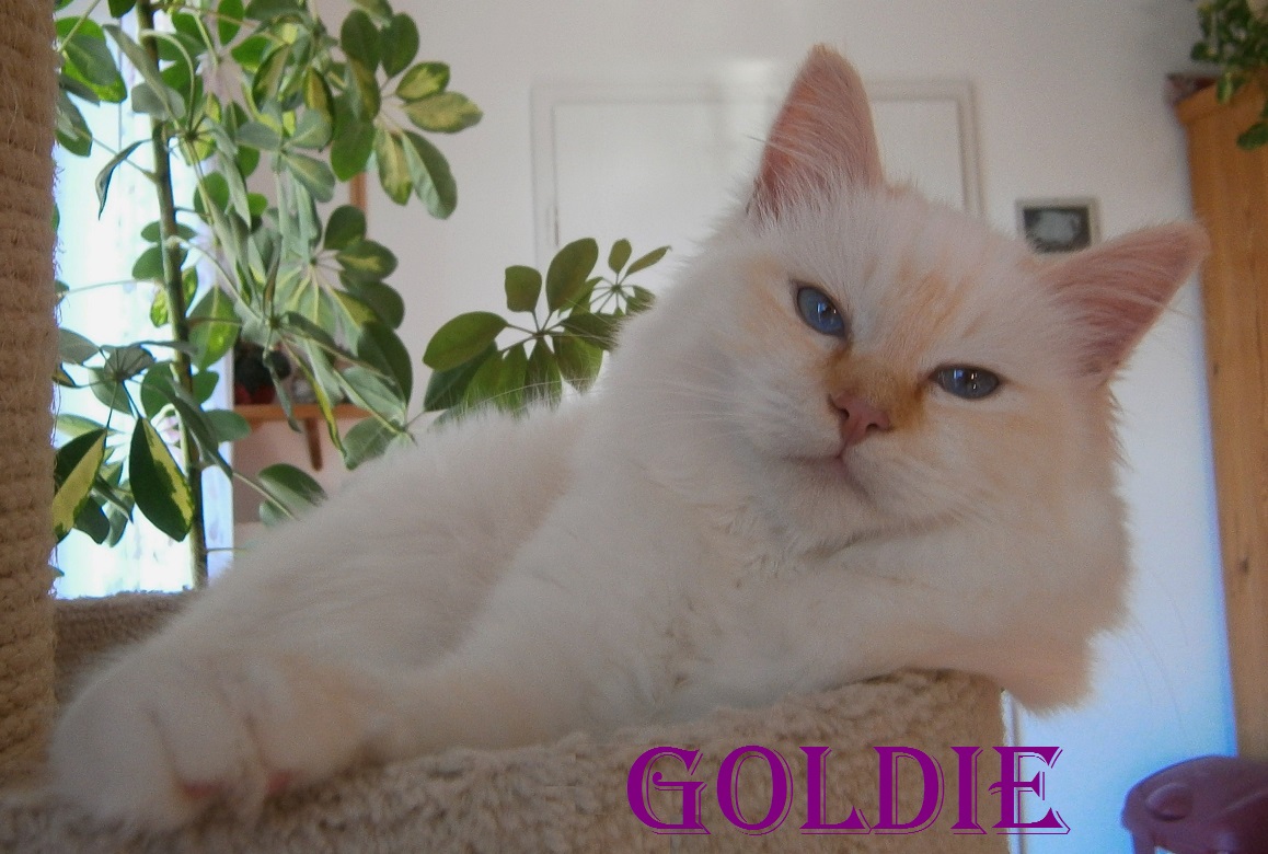 Goldie the cosy Beauty – Heilige Birma, Red Point – Foto 2
