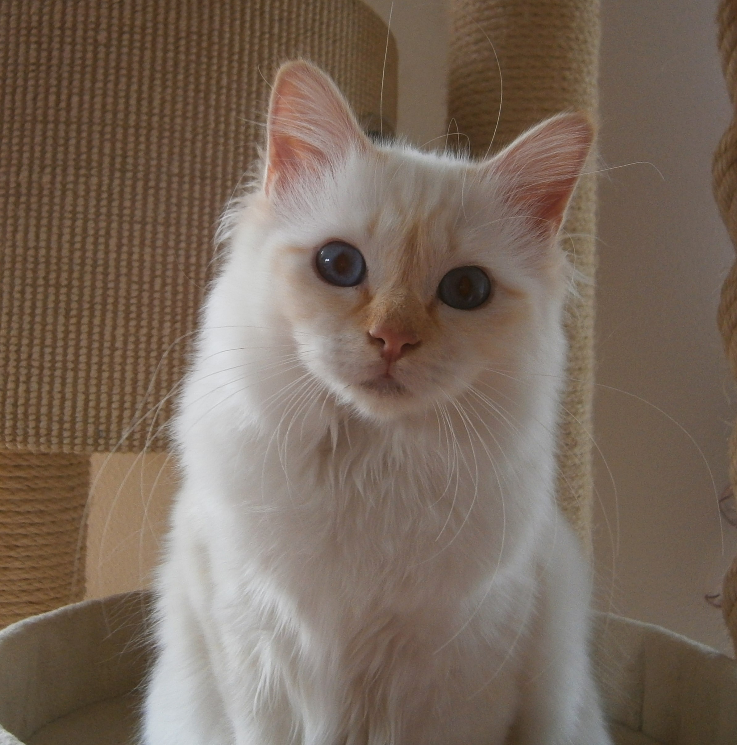 Kami the cosy One – Heilige Birma, Red Point – Foto 3