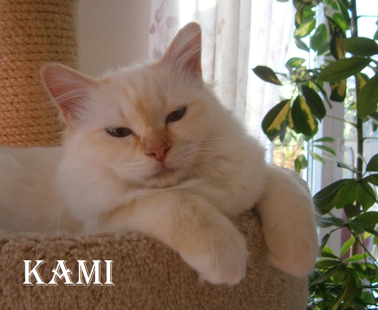 Kami the cosy One – Heilige Birma, Red Point – Foto 4