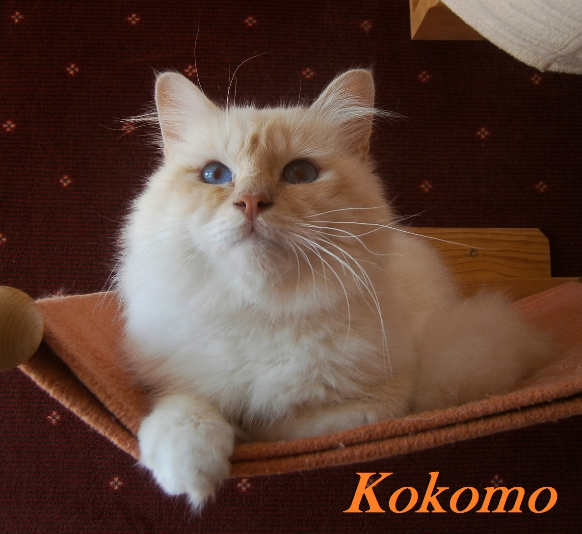 Kokomo the cosy One – Heilige Birma, Cream Tabby Point – Foto 2