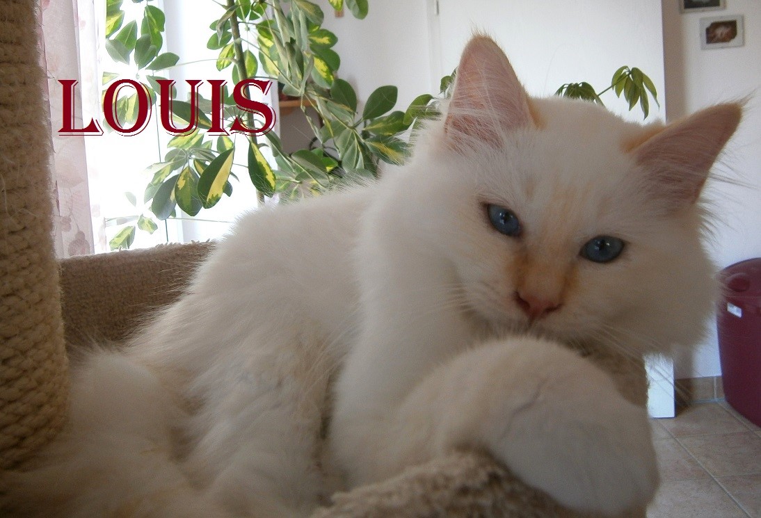 Louis