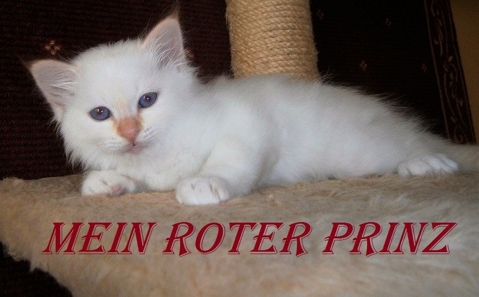 Mein roter Prinz the cosy One – Heilige Birma, Red Point – Foto 2