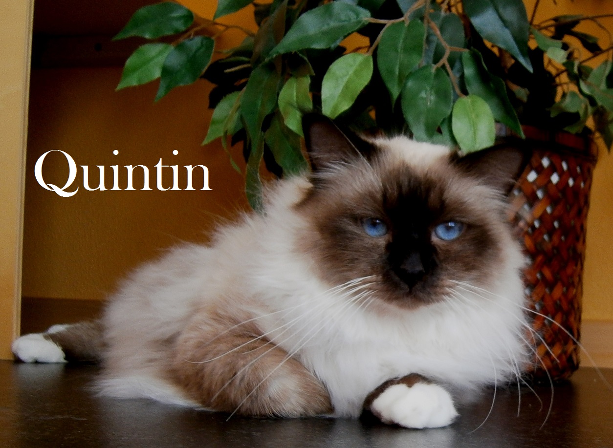 NL* Quintin Bonsatsu Nala – Heilige Birma – Foto 2