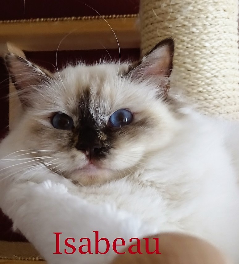 Isabeau the cosy Beauty – Heilige Birma, Chocolate Tortie Point – Foto 3