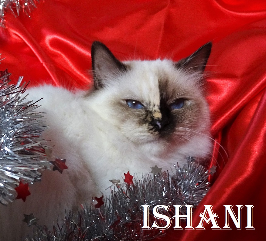 Ishani the cosy Beauty – Heilige Birma, Chocolate Tortie Point – Foto 3