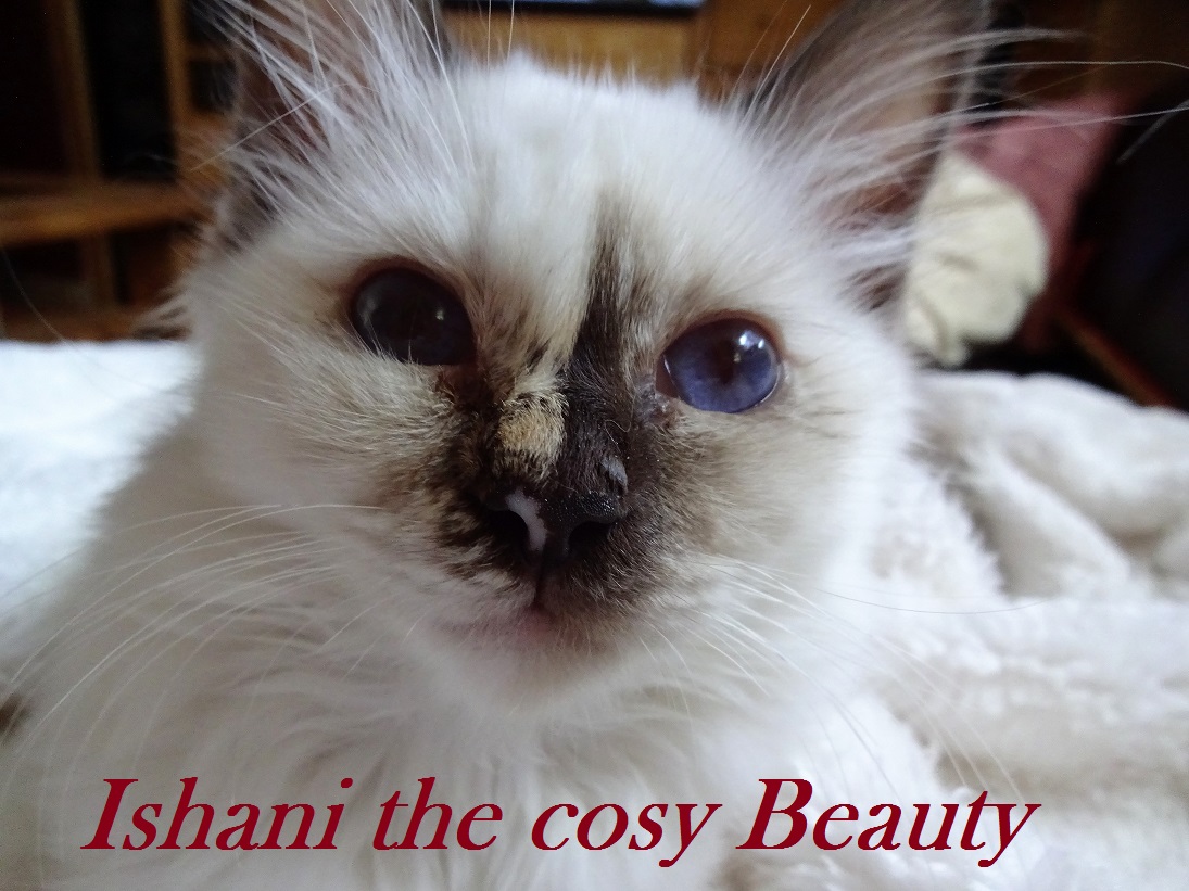 Ishani the cosy Beauty – Heilige Birma, Chocolate Tortie Point – Foto 4