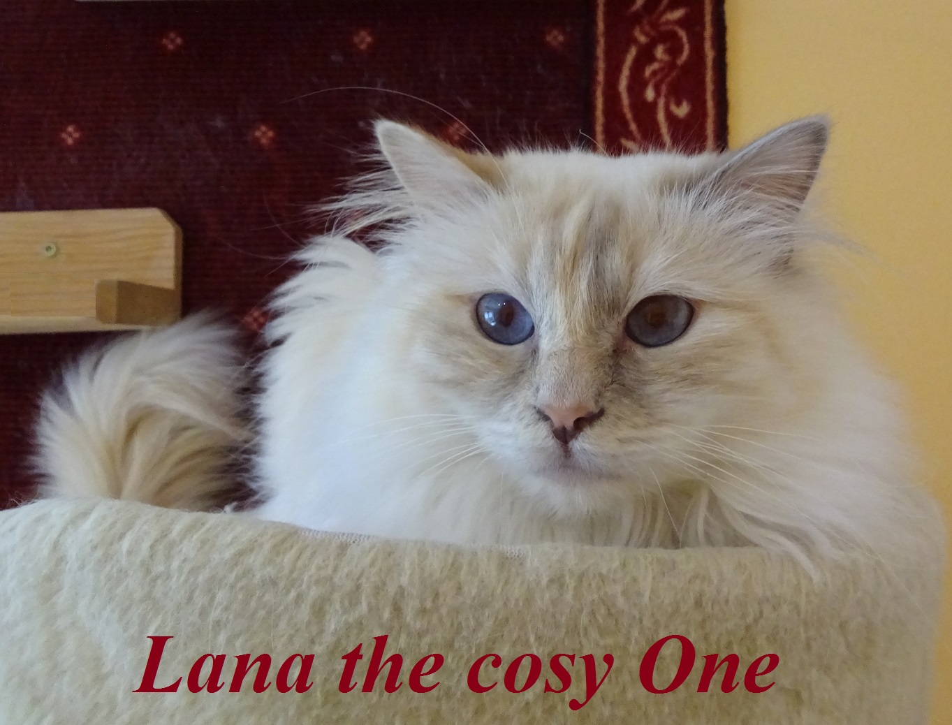 Lana the cosy One – Heilige Birma, Lilac Tortie Point – Foto 2
