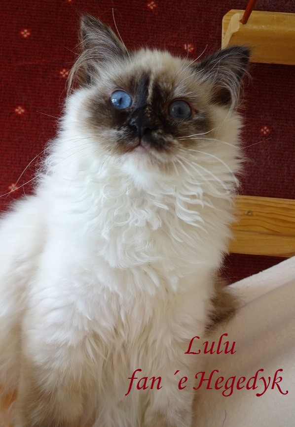 NL* Lulu fan ´e Hegedyk – Heilige Birma, Seal Tortie Point – Foto 2