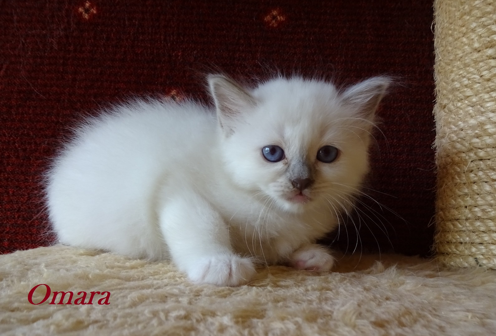 Omara the cosy One – Birma (Heilige Birma) Kitten, Lilac Point – Foto 2