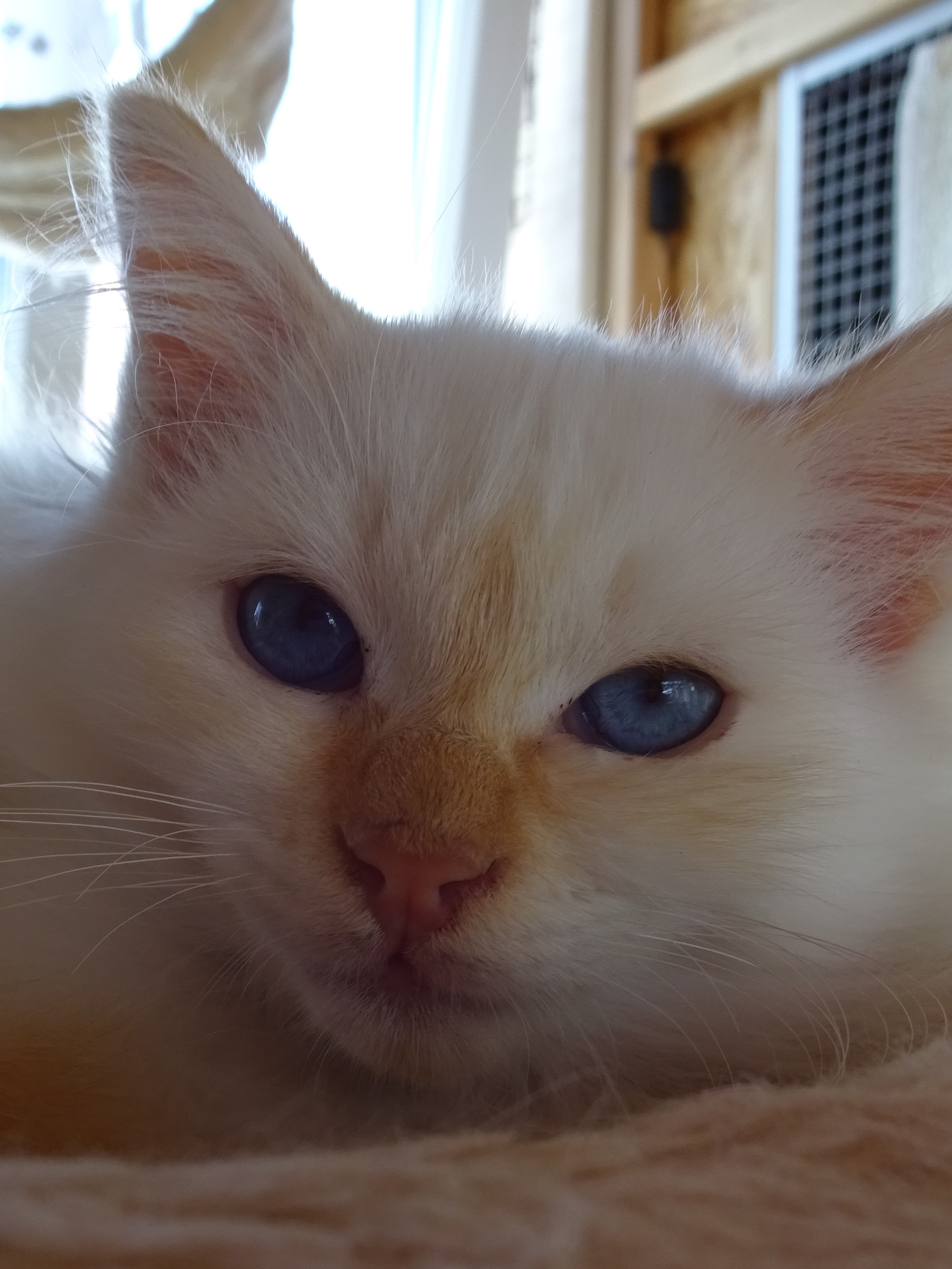 Orio