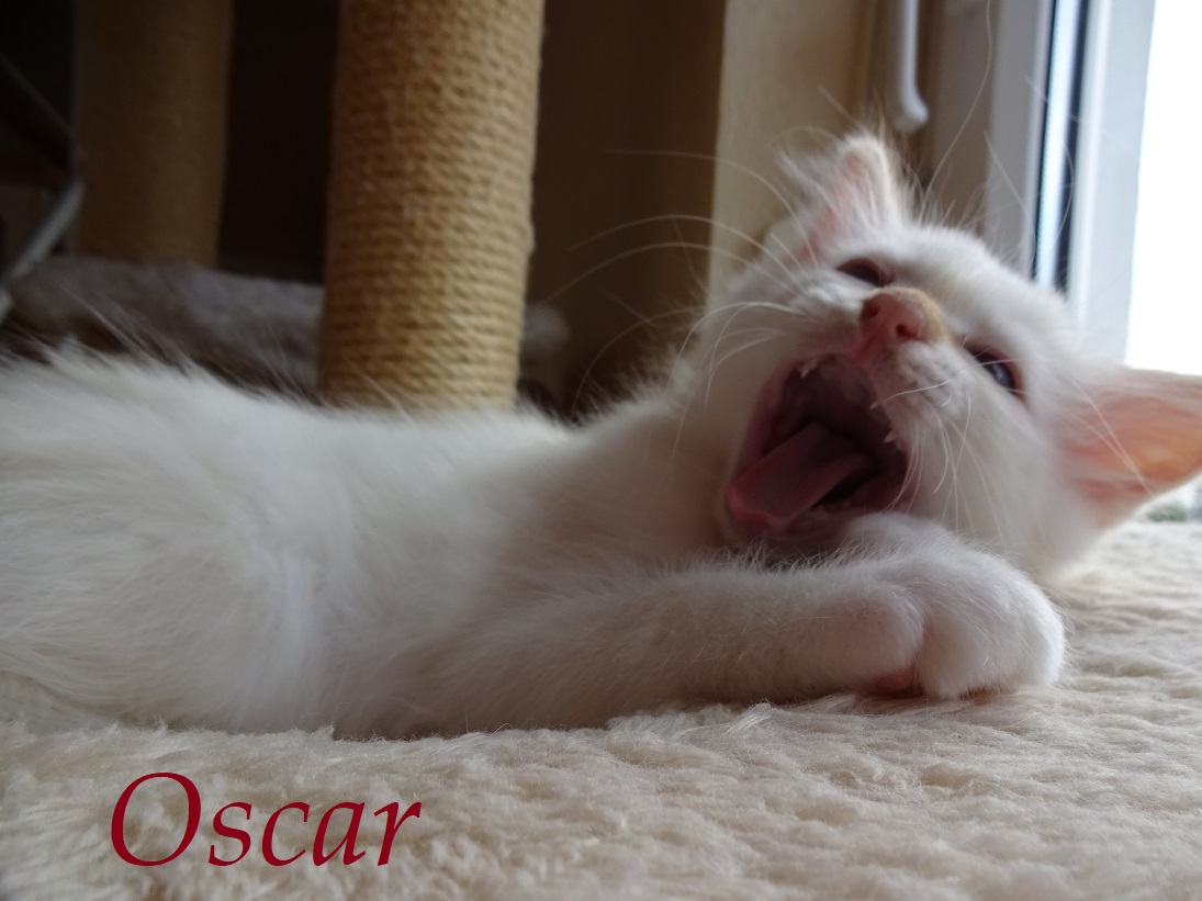 Oscar
